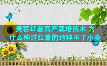 麦茬红薯高产栽培技术 为什么种过红薯的地种不了小麦